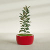 Casablanca Large Round Low Bowl Fiberglass Planter - 30 in x 30 in x 15 in - Gloss Red - Gloss Red,30 in x 30 in x 15 in