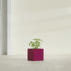 Monaco Square - 7in x 7in x 7 - Gloss Eggplant - Gloss Eggplant,7 in x 7 in x 7 in