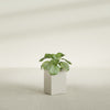 Miami Small Rectangle Fiberglass Planter - 12 in x 12 in x 18 in - Satin Beige - Satin Beige,12 in x 12 in x 18 in