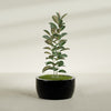 Casablanca Large Round Low Bowl Fiberglass Planter - 30 in x 30 in x 15 in - Gloss Black - Gloss Black,30 in x 30 in x 15 in