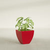 Lima Small Tapered Square Fiberglass Planter - 16 in x 16 in x 16 in - Gloss Red - Gloss Red,16 in x 16 in x 16 in