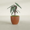 Wannsee Medium Round Fiberglass Planter - 27 in x 27 in x 24 in - Matte Terracotta - Matte Terracotta,27 in x 27 in x 24 in