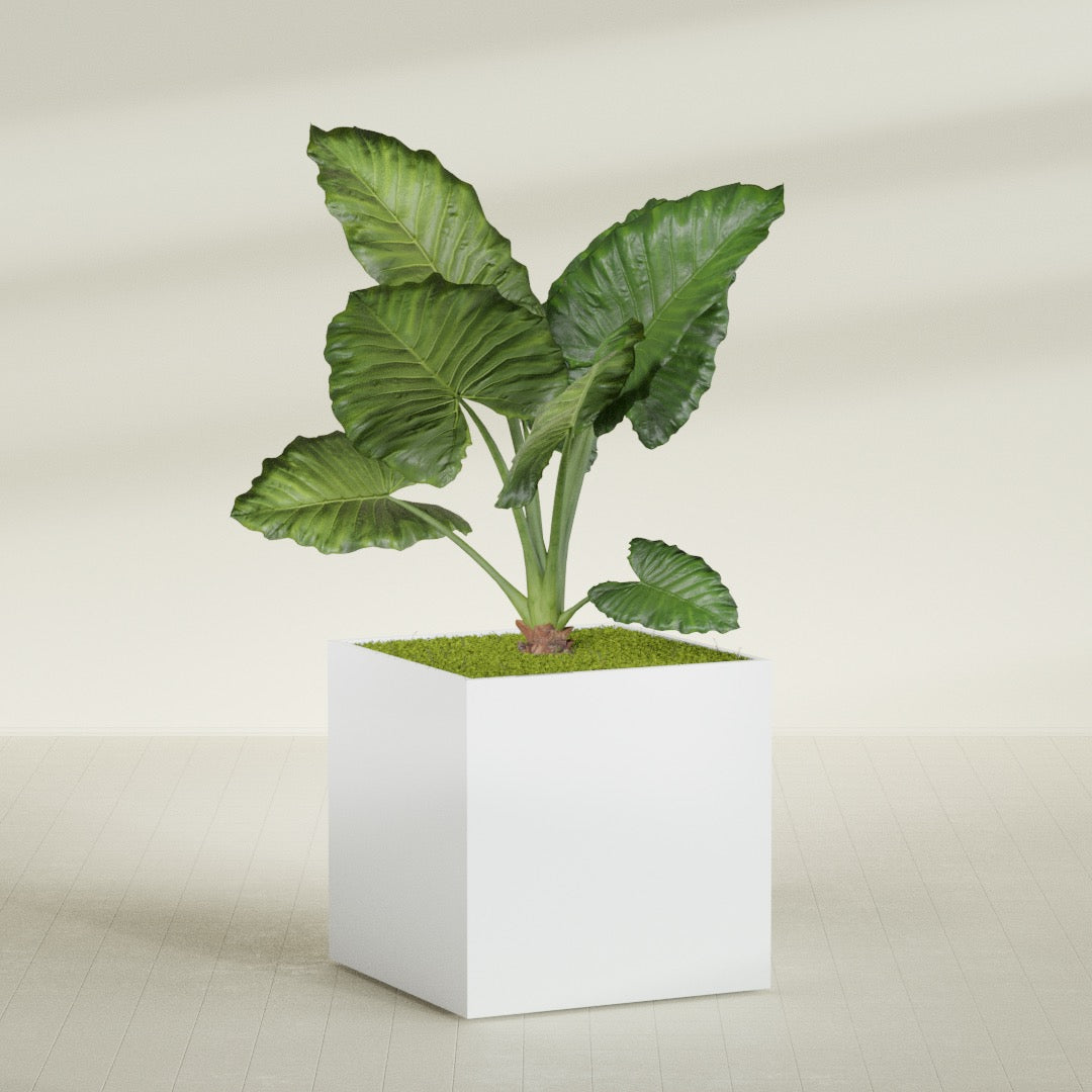 Montroy Extra Large Cube Square Fiberglass Planter - 48 in x 48 in x 48 in - Matte White - Matte White,48 in x 48 in x 48 in