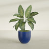 Alzira Medium Round Fiberglass Planter - 23 in x 23 in x 22 in - Matte Cobalt Blue - Matte Cobalt Blue,23 in x 23 in x 22 in