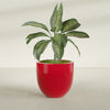 Alzira Large Round Fiberglass Planter - 30 in x 30 in x 28 in - Gloss Red - Gloss Red,30 in x 30 in x 28 in