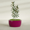 Casablanca Large Round Low Bowl Fiberglass Planter - 36 in x 36 in x 18 in - Gloss Eggplant - Gloss Eggplant,36 in x 36 in x 18 in