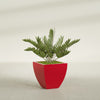 Lima Medium Tapered Square Fiberglass Planter - 20 in x 20 in x 20 in - Gloss Red - Gloss Red,20 in x 20 in x 20 in
