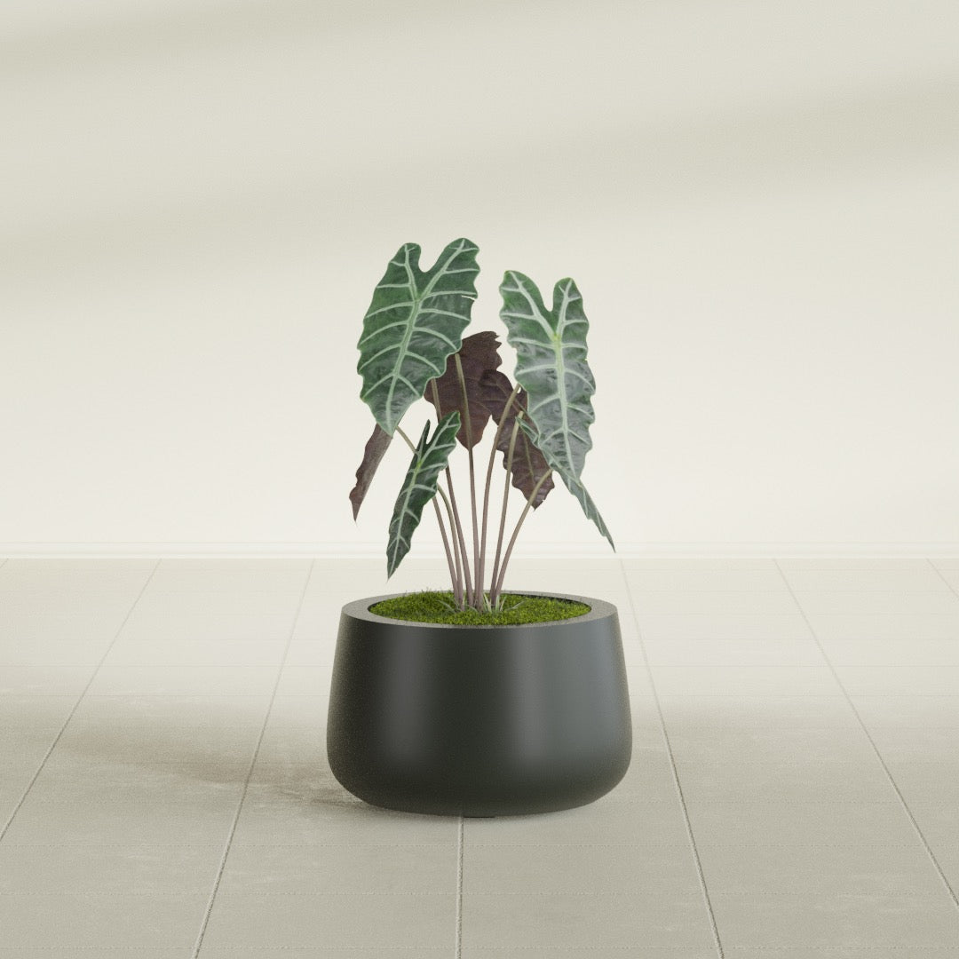 Short Hayden Small Round Fiberglass Planter - 12 in x 12 in x 7 in - Matte Charcoal - Matte Charcoal,12 in x 12 in x 7 in