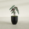 Valencia Small Round Fiberglass Planter - 15 in x 15 in x 18 in - Matte Black - Matte Black,15 in x 15 in x 18 in
