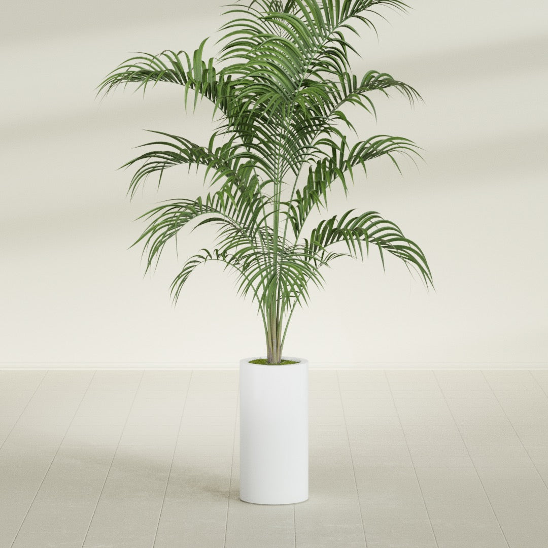 Corry Medium Tall Cylinder Fiberglass Planter - 10 in x 10 in x 20 in - Matte White - Matte White,10 in x 10 in x 20 in