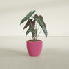 Wannsee Medium Round Fiberglass Planter - 22 in x 22 in x 19 in - Gloss Pink Violet - Gloss Pink Violet,22 in x 22 in x 19 in