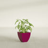 Lima Small Tapered Square Fiberglass Planter - 12 in x 12 in x 12 in - Gloss Eggplant - Gloss Eggplant,12 in x 12 in x 12 in