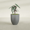 Valencia Medium Round Fiberglass Planter - 20 in x 20 in x 23 in - Metallic Gunmetal - Metallic Gunmetal,20 in x 20 in x 23 in