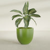 Alzira Large Round Fiberglass Planter - 30 in x 30 in x 28 in - Satin Green - Satin Green,30 in x 30 in x 28 in
