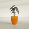 Valencia Small Round Fiberglass Planter - 15 in x 15 in x 18 in - Gloss Tangerine - Gloss Tangerine,15 in x 15 in x 18 in