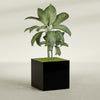 Montroy Large Cube Square Fiberglass Planter - 36 in x 36 in x 36 in - Gloss Black - Gloss Black,36 in x 36 in x 36 in