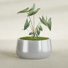 Short Hayden Medium Round Fiberglass Planter - 20 in x 20 in x 10 in - Metallic Silver - Metallic Silver,20 in x 20 in x 10 in