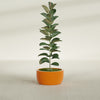 Casablanca Medium Round Low Bowl Fiberglass Planter - 20 in x 20 in x 10 in - Gloss Tangerine - Gloss Tangerine,20 in x 20 in x 10 in