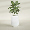 Tall Hayden Medium Round Fiberglass Planter - 15 in x 15 in x 23 in - Matte White - Matte White,15 in x 15 in x 23 in