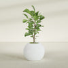 Globe Medium Sphere Fiberglass Planter - 24 in x 24 in x 19 in - Matte White - Matte White,24 in x 24 in x 20 in