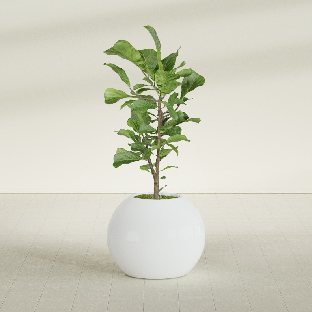Globe Medium Sphere Fiberglass Planter - 24 in x 24 in x 19 in - Matte White - Matte White,24 in x 24 in x 20 in