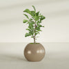 Globe Medium Sphere Fiberglass Planter - 24 in x 24 in x 19 in - Metallic Gold - Metallic Gold,24 in x 24 in x 20 in