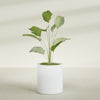Rio Grande Medium Round Fiberglass Planter - 18 in x 18 in x 20 in - Gloss White - Gloss White,18 in x 18 in x 20 in