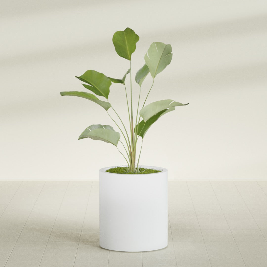 Rio Grande Medium Round Fiberglass Planter - 18 in x 18 in x 20 in - Gloss White - Gloss White,18 in x 18 in x 20 in