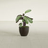 Wannsee Small Round Fiberglass Planter - 15 in x 15 in x 13 in - Matte Brown - Matte Brown,15 in x 15 in x 13 in