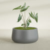 Short Hayden Medium Round Fiberglass Planter - 20 in x 20 in x 10 in - Metallic Gunmetal - Metallic Gunmetal,20 in x 20 in x 10 in