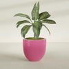 Alzira Large Round Fiberglass Planter - 30 in x 30 in x 28 in - Gloss Pink Violet - Gloss Pink Violet,30 in x 30 in x 28 in