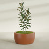Casablanca Large Round Low Bowl Fiberglass Planter - 36 in x 36 in x 18 in - Matte Terracotta - Matte Terracotta,36 in x 36 in x 18 in