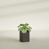 Miami Small Rectangle Fiberglass Planter - 12 in x 12 in x 18 in - Matte Brown - Matte Brown,12 in x 12 in x 18 in
