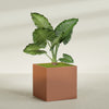 Montroy Extra Large Cube Square Fiberglass Planter - 48 in x 48 in x 48 in - Matte Terracotta - Matte Terracotta,48 in x 48 in x 48 in