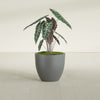 Wannsee Medium Round Fiberglass Planter - 27 in x 27 in x 24 in - Metallic Gunmetal - Metallic Gunmetal,27 in x 27 in x 24 in