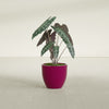 Wannsee Medium Round Fiberglass Planter - 22 in x 22 in x 19 in - Gloss Eggplant - Gloss Eggplant,22 in x 22 in x 19 in