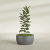 Casablanca Large Round Low Bowl Fiberglass Planter - 30 in x 30 in x 15 in - Metallic Gunmetal - Metallic Gunmetal,30 in x 30 in x 15 in