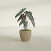 Wannsee Medium Round Fiberglass Planter - 22 in x 22 in x 19 in - Metallic Gold - Metallic Gold,22 in x 22 in x 19 in