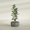 Casablanca Medium Round Low Bowl Fiberglass Planter - 24 in x 24 in x 12 in - Metallic Gunmetal - Metallic Gunmetal,24 in x 24 in x 12 in