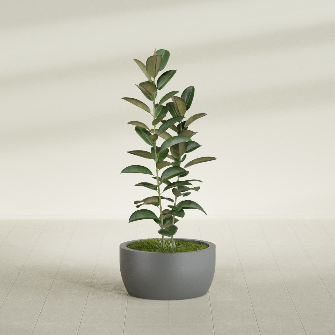 Casablanca Medium Round Low Bowl Fiberglass Planter - 24 in x 24 in x 12 in - Metallic Gunmetal - Metallic Gunmetal,24 in x 24 in x 12 in