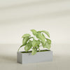 Reade Small Tabletop Rectangle Fiberglass Planter - 14 in x 5 in x 4.3 in - Metallic Silver - Metallic Silver,14 in x 5 in x 4.3 in