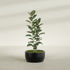Casablanca Medium Round Low Bowl Fiberglass Planter - 24 in x 24 in x 12 in - Matte Black - Matte Black,24 in x 24 in x 12 in