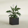 Montroy Medium Cube Square Fiberglass Planter - 20 in x 20 in x 20 in - Matte Black - Matte Black,20 in x 20 in x 20 in