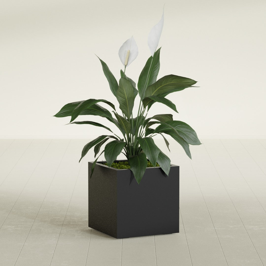 Montroy Medium Cube Square Fiberglass Planter - 20 in x 20 in x 20 in - Matte Black - Matte Black,20 in x 20 in x 20 in