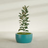 Casablanca Large Round Low Bowl Fiberglass Planter - 30 in x 30 in x 15 in - Satin Sea Foam - Satin Sea Foam,30 in x 30 in x 15 in
