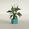 Montroy Small Cube Square Fiberglass Planter - 12 in x 12 in x 12 in - Satin Sea Foam - Satin Sea Foam,12 in x 12 in x 12 in
