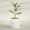 Rio Grande Medium Round Fiberglass Planter - 22 in x 22 in x 22 in - Gloss White - Gloss White,22 in x 22 in x 22 in