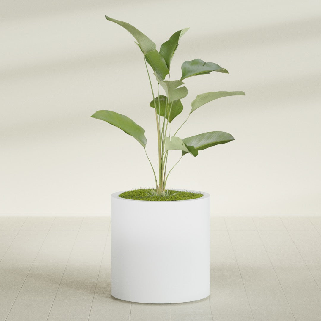 Rio Grande Medium Round Fiberglass Planter - 22 in x 22 in x 22 in - Gloss White - Gloss White,22 in x 22 in x 22 in