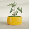 Short Hayden Medium Round Fiberglass Planter - 20 in x 20 in x 10 in - Gloss Saffron - Gloss Saffron,20 in x 20 in x 10 in