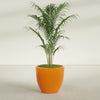 Wannsee Large Round Fiberglass Planter - 33 in x 33 in x 29 in - Gloss Tangerine - Gloss Tangerine,33 in x 33 in x 29 in